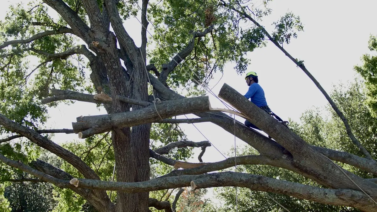 Professional Crown Thinning performed by certified arborists in Blanchester